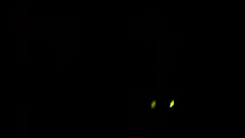 Tributo A Mi Esposa Nalgona Artemisa