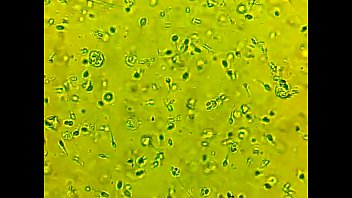 Cum, Close - Bukkake - 2025 - Wild - Performance - Video 5854237