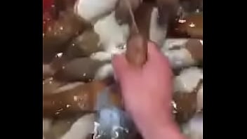 Oc Vòi Voi Doc Va La