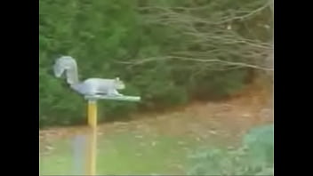 Squirrel-obstacle-course