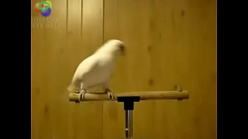 ⁣Bird Loves Egyptian Music 0001