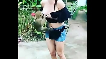 Monkey Flashed Girl’ Boobs