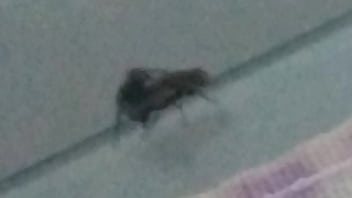 Mosca Safada Enrrabando Mosca Putinha