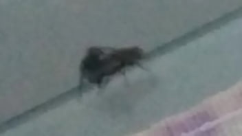 Mosca Safada Enrrabando Mosca Putinha – shemale, safadas, moscas – Video 3590917