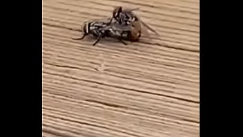 Moscas Transando Ao Som De Zequinha