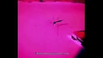 Memes, Momos – Unknown – 2025 – Passionate – Experience – Video 2914711