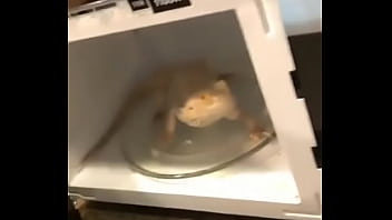 Dank, Memes, Press-f – Unknown – 2025 – Passionate – Show – Video 3227788