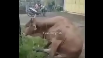 Boi, Triste, Boi-triste – Unknown – 2025 – Steamy – Experience – Video 2310380