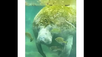 La Manoseadera Acabó Parchandose