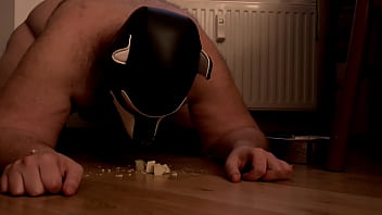 Zu Strafe Das Frühstück Aus Dem Napf Essen Und Vom Boden.