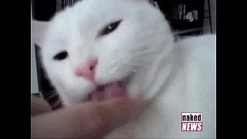 ⁣Cute Kitties, An Insane Drummer, And Jedward On Digital Buzz!